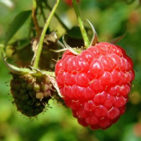 wild-red-raspberry-958264_1920