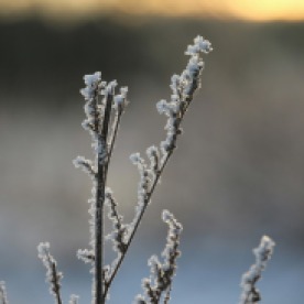 frost-1161681_1280